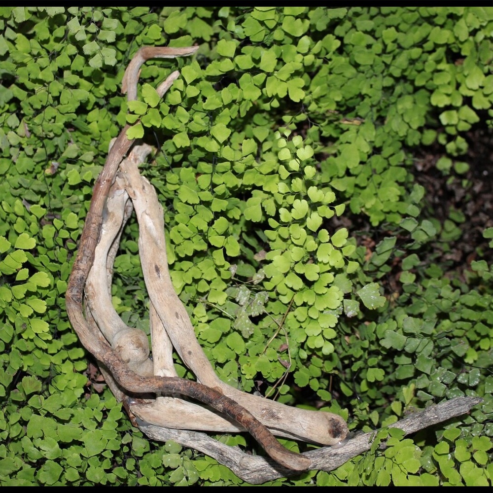 Tiny driftwood crescent moon 6”